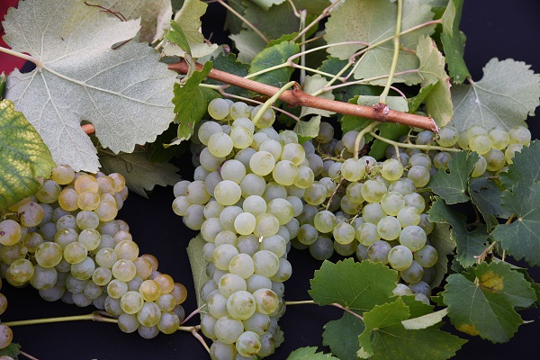 Grappoli di uva a Scandiano foto Dell'Aquila Fabrizio