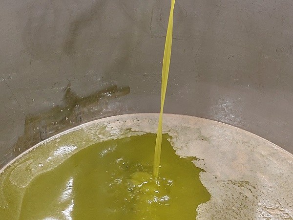 Olio extravergine di oliva Brisighella Dop appena spremuto - foto Bignami