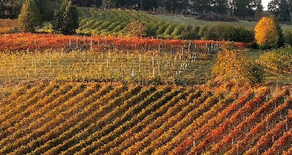 Vigneti in autunno - foto Fabrizio Dell'Aquila