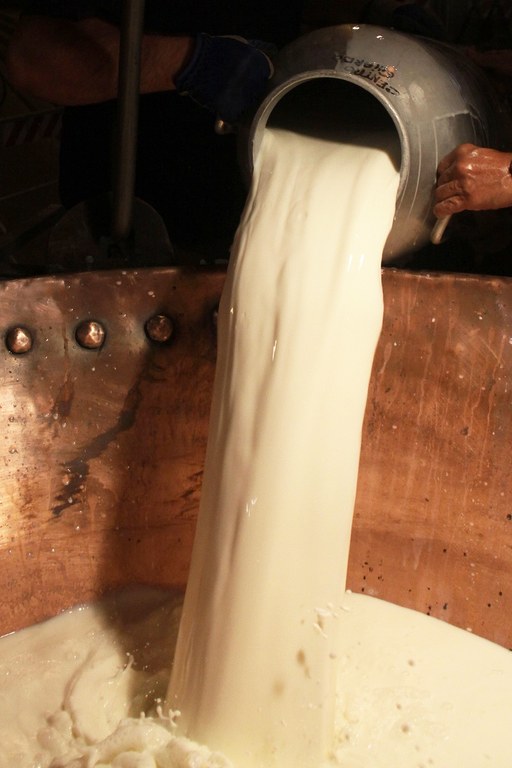 Latte per parmigiano reggiano  foto Dell'Aquila Fabrizio - ridotta.JPG