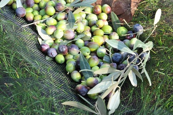 Raccolta olive nostrana di Brisighella foto F. Dell'Aquila 