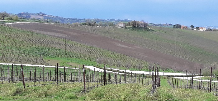 Vigneti collinari in primavera - foto D.Bignami