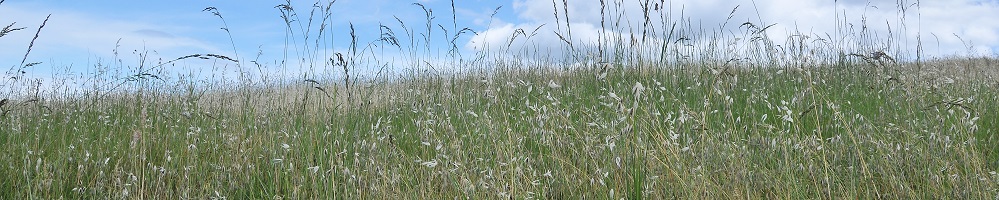 Campo di foraggere in fioritura - foto Dell'Aquila