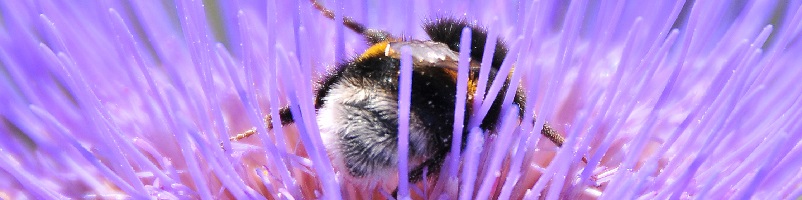 Bombo impollinatore su fiore di carciofo - foto Dell'Aquila