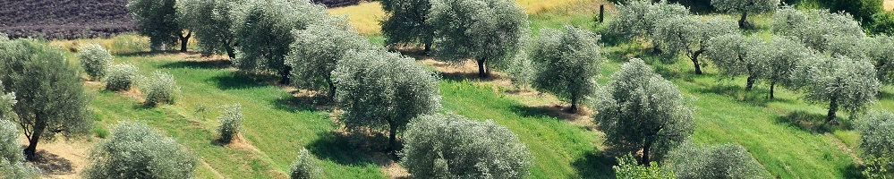 Oliveto dall'alto - Museo Montescudo - foto Dell'Aquila