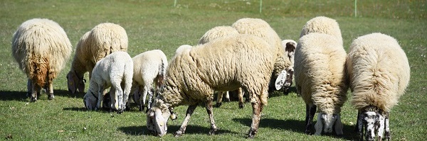 Pecore al pascolo - foto Dell'Aquila