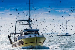 Approvato il decreto a sostegno di filiere ittiche e acquacoltura
