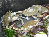 In vigore l’autorizzazione regionale per la cattura e la vendita del granchio blu per le imprese ittiche