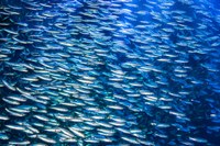 Consumo consapevole di pesce e sostenibilità