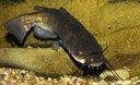 Il pesce gatto comune nella lista Ue delle specie alloctone