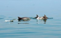 L'economia blu dell'Emilia-Romagna passa anche per azioni di salvaguardia della fauna marina