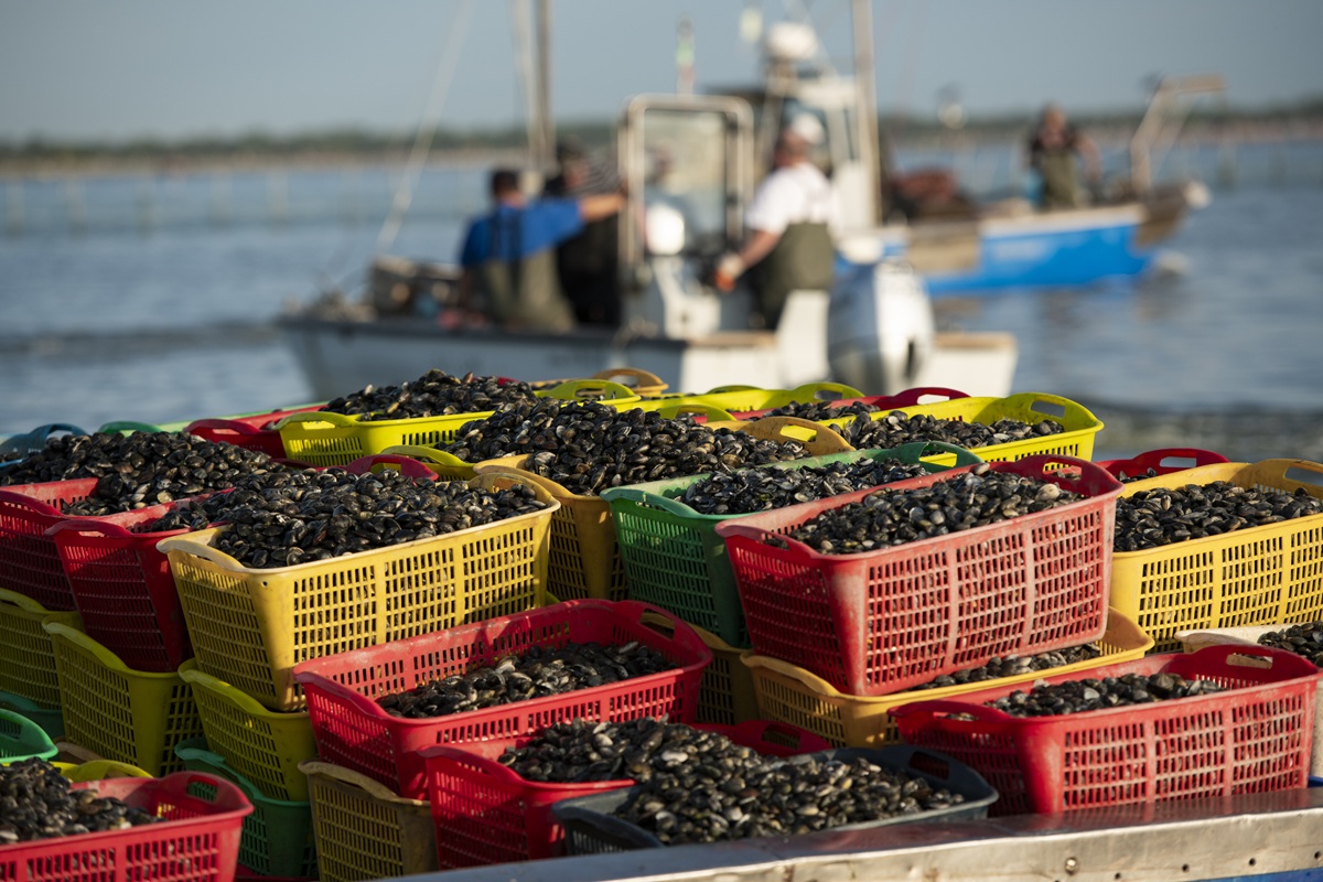 Pesca delle vongole - foto Giorgia Morriello e Maurizio Cinti - Delta Cinematica