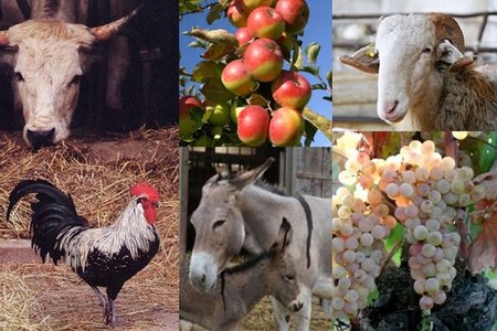 Agrobiodiversità