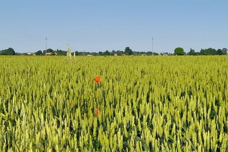 Produzioni vegetali