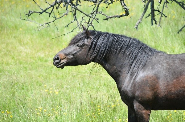 Cavallo bardigiano foto Dell'Aquila.jpg