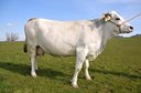 Vacca bianca modenese