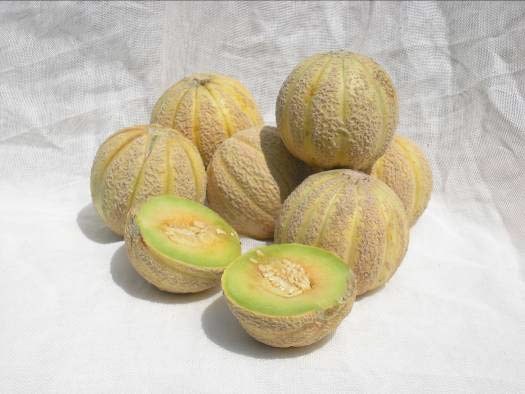 Melone Ramparino.jpg