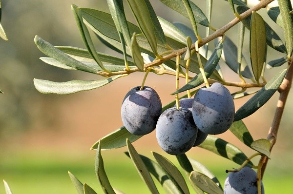 olive varietà frantoio di monte gridolfo foto Dell'Aquila.jpg