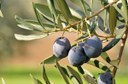 olive varietà frantoio di monte gridolfo foto Dell'Aquila.jpg