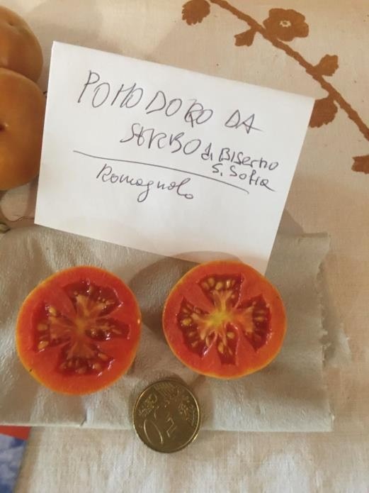 Pomodoro Invernale di Biserno.jpg