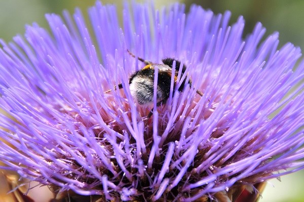 Bombo su fiore foto Dell'Aquila.JPG