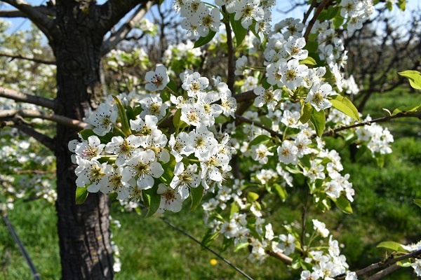 fiori pruno primavera Dell'AquilaJPG.JPG