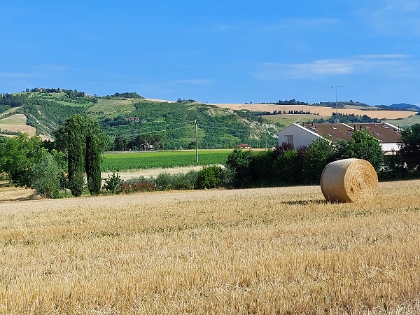 Orzo mietuto con sullo sfondo una casa - foto Bignami