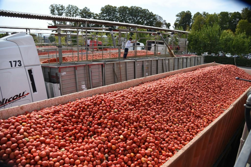 Raccolta pomodoro industria nord italia fonte OI pomodoro.jpg