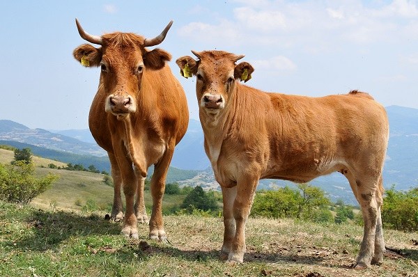 Vacche da carne al pascolo foto Dell'Aquila ridotta.jpg