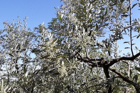 Olivo e olio di oliva