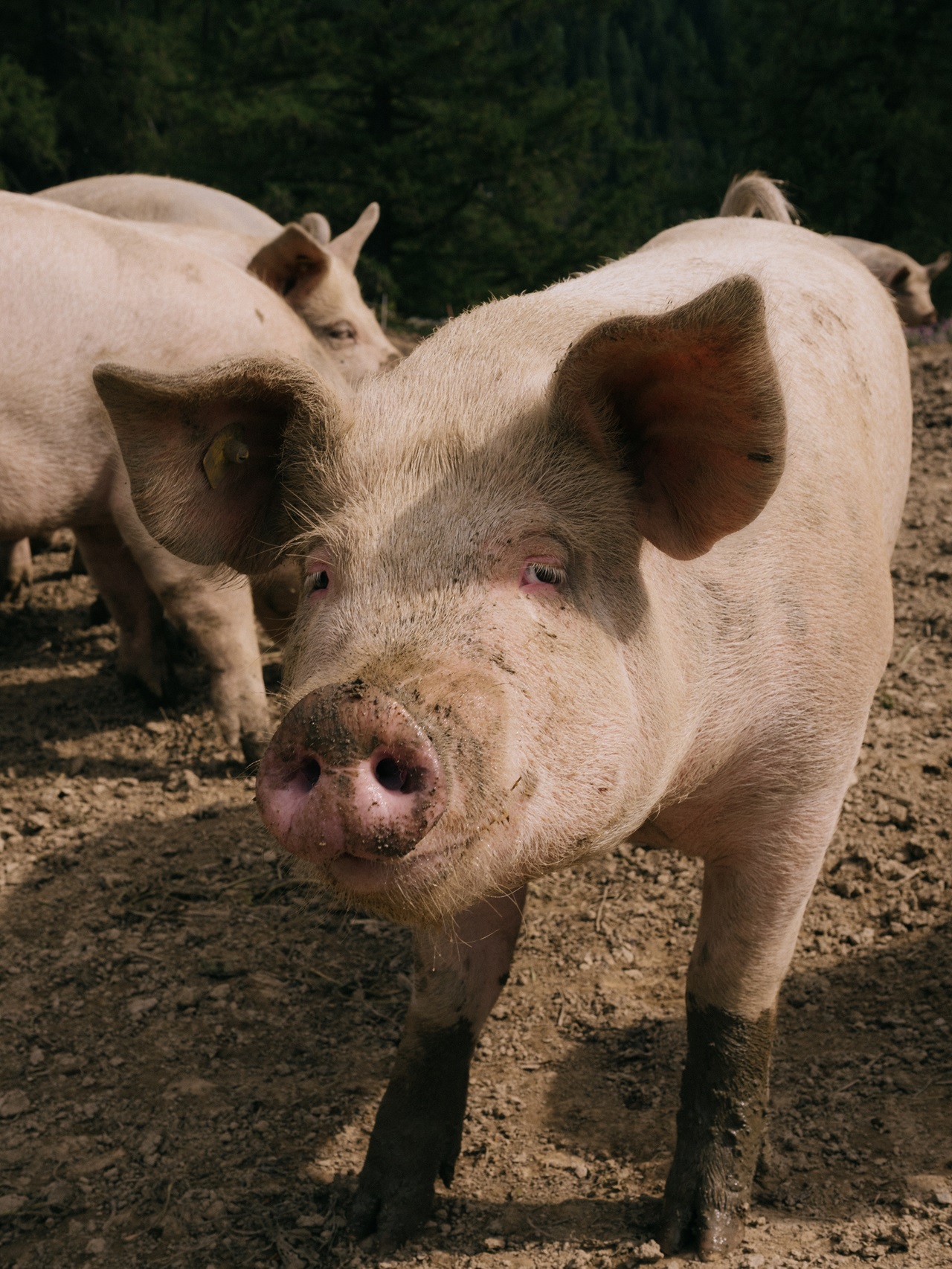 Suino (Sus scrofa domesticus) in ambiente esterno. Foto: Emanuele Armari
