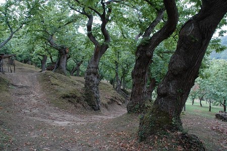 Sequestro del carbonio