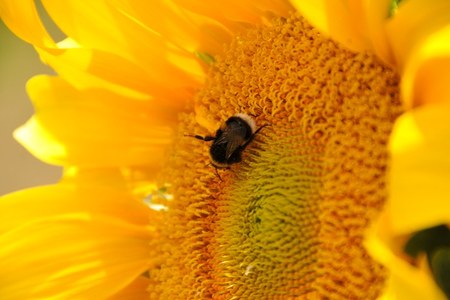 Salvaguardia della biodiversità