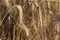 Cerealicoltura resiliente, focus sulle sementi biologiche