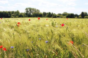 Conservare la biodiversità per una cerealicoltura più sostenibile