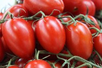 Nuove linee guida per prevenire e controllare il ragnetto rosso del pomodoro da industria