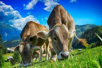 Buone pratiche per valorizzare il pascolo e ottimizzare l'alimentazione delle bovine