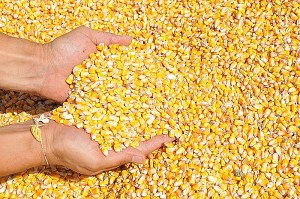 Sistemi innovativi e green per la riduzione delle micotossine nel mais