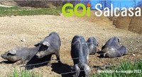 Il 16 maggio un webinar su tecniche di allevamento e qualità delle carni dei suini all'aperto