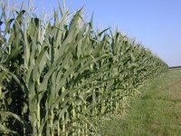 Uso di estratti da scarti vegetali dell’industria alimentare per contrastare lo sviluppo di micotossine su mais