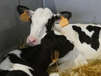 Alternative alla stabulazione dei vitelli in box individuale: un webinar il 21 maggio