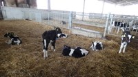 Un webinar il 15 gennaio sugli alti standard di benessere animale per il Parmigiano Reggiano