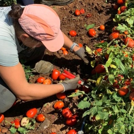 Intervento manuale di potatura e raccolta su piante di pomodoro, con utilizzo di forbici e gestione dei frutti maturi in campo (Fonte Azienda Agraria Sperimentale Stuard)