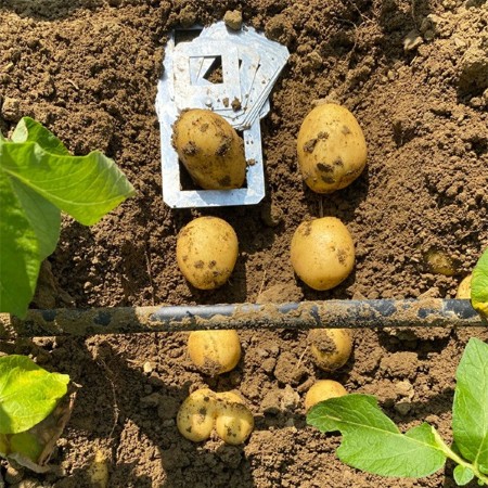 Rilievi e calibrature delle patate in campo sperimentale (Fonte RiNova)