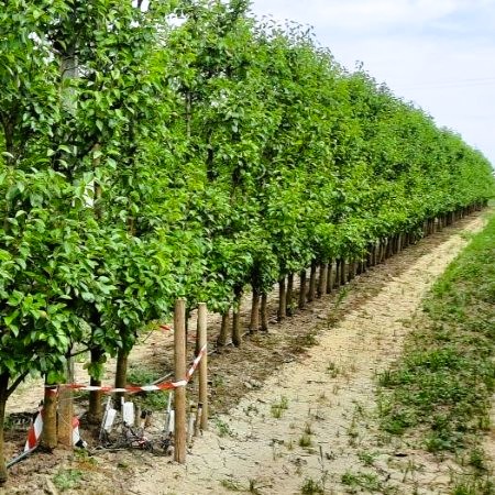 Pereto sperimentale di un’azienda agricola partner con filari di peri e sensori installati alla base per il monitoraggio continuo e la gestione automatizzata dell’irrigazione (Fonte Università degli Studi di Bologna/RiNova)