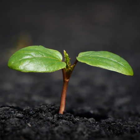 Germoglio che emerge dal suolo, simbolo di crescita e rigenerazione (Fonte M_wie_Moehre da Pixabay)
