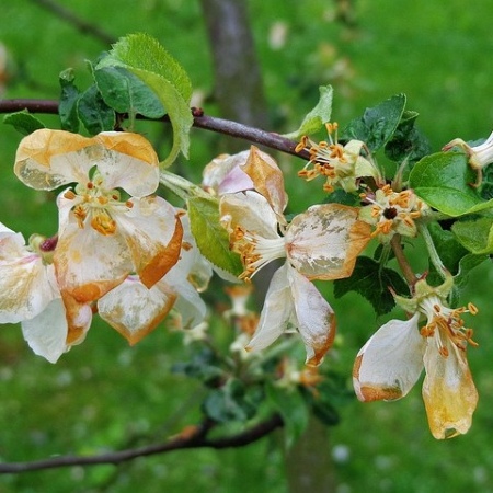 Ramo di melo con diversi fiori danneggiati dal gelo. I petali, che normalmente sarebbero bianchi, appaiono macchiati di marrone e traslucidi, segno di bruciature da freddo (Foto di Krzysztof Jaracz da Pixabay)