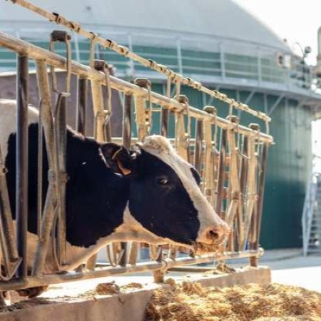 Bovina di razza frisona in stalla, con foraggio in primo piano. Sullo sfondo un impianto di biogas utilizzato per produrre energia rinnovabile, a testimonianza dell’integrazione tra zootecnia e sostenibilità. (Fonte CRPA)