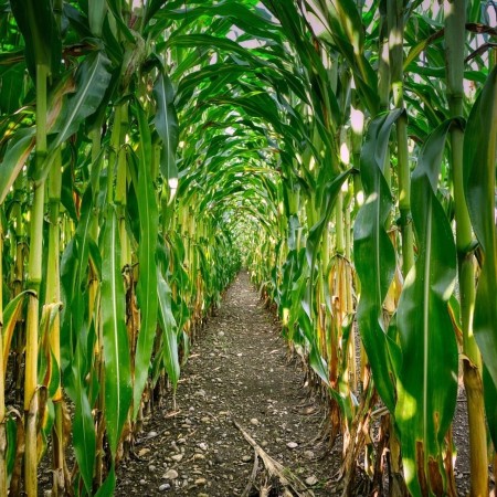 Campo di mais (Fonte Albrecht Fietz da Pixabay)