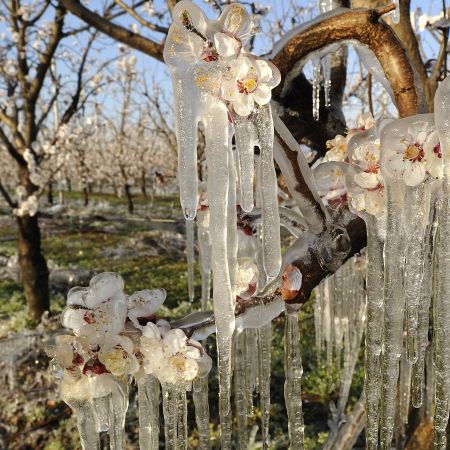 Irrigazione soprachioma su frutteto contro le gelate tardive (Fonte Massimo Fornaciari - Diateca Agricoltura)